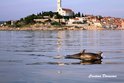 Delfine in der Nähe Rovinj